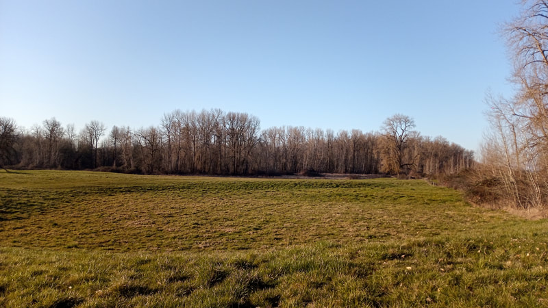 A open field on Sauvie Island, just south of the tree line of the forest portion of Sauvie Island Wildlife Refuge, February 2022
