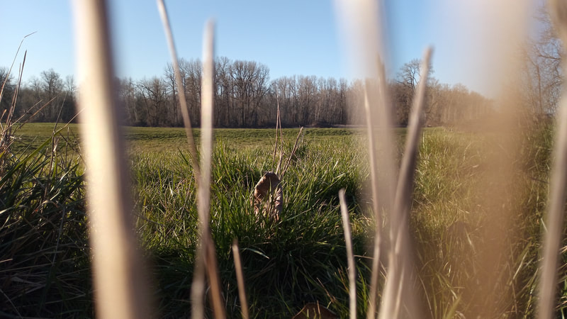 A unique perspective peeking through the fronds of tall, dry grasses out onto a open green field, and a oak grove in the background, Sauvie Island, Oregon, February 2022