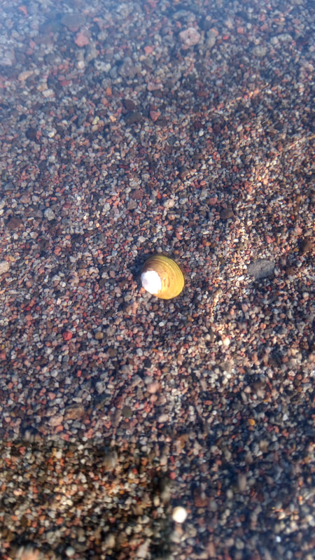 One of the more incredible captures I've gotten thus far, the simplicity creates the intricate, colorful and captivating world of detail photography. The colorful sand of the Columbia River at Sauvie Island, and a small freshwater clam shell, alongside the sun's shimmer through the gentle ripples of the small wakes, and the shadows of their undersides. February 2022