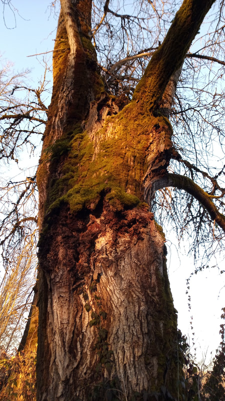 A old gnarled, knotted oak tree basking in evening's golden glow, Sauvie Island, Oregon, February 2022