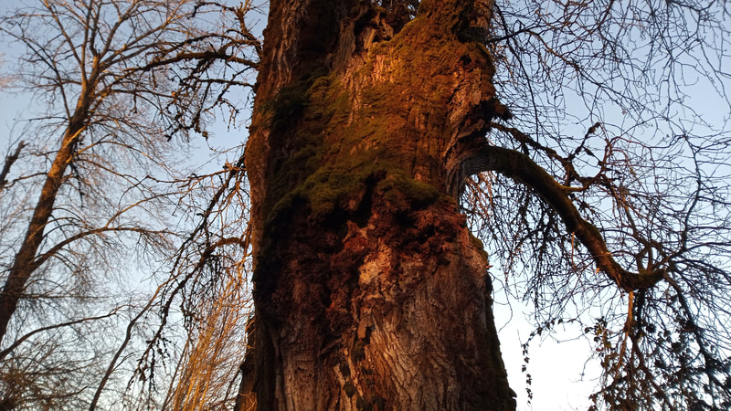 A old gnarled, knotted oak tree basking in evening's golden glow, Sauvie Island, Oregon, February 2022
