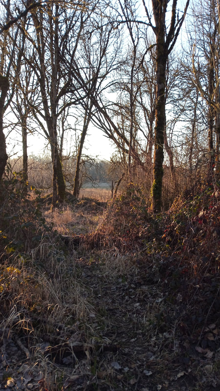 A photograph of a dirt path through forest to a meadow in Sauvie Island Wildlife Refuge, February 2022