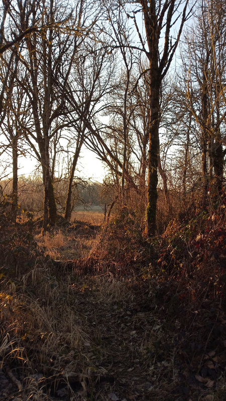 A photograph of a dirt path through forest to a meadow in Sauvie Island Wildlife Refuge, February 2022