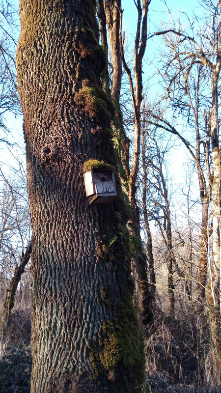 A bird house on a old growth Oak tree on Sauvie Island, February 2022